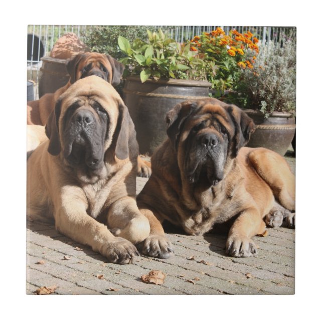 Carreau Mastiff Vacances English Mastiff (Devant)