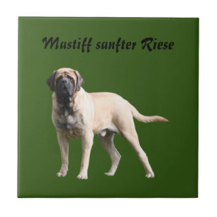 Carreau Mastiff Vacances Mastiff Anglais