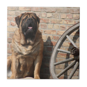 Carreau Mastiff Vacances Mastiff Anglais