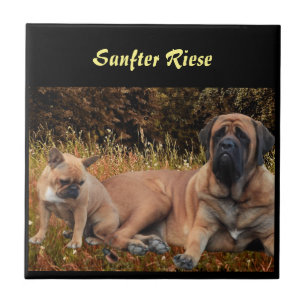 Carreau Mastiff Vacances Mastiff Anglais
