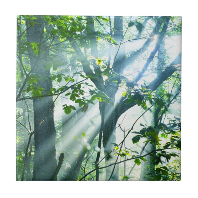 Carreau Matin dans la forêt (Devant)