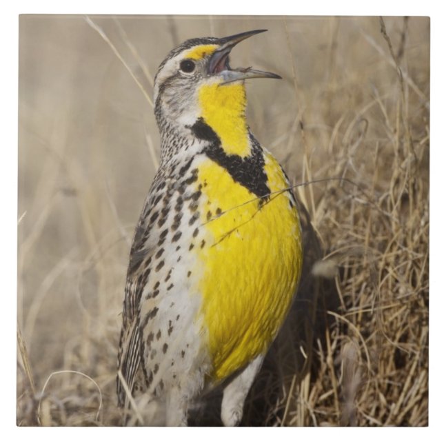 Carreau Meadowlark occidental (Strunella négligecta) (Devant)