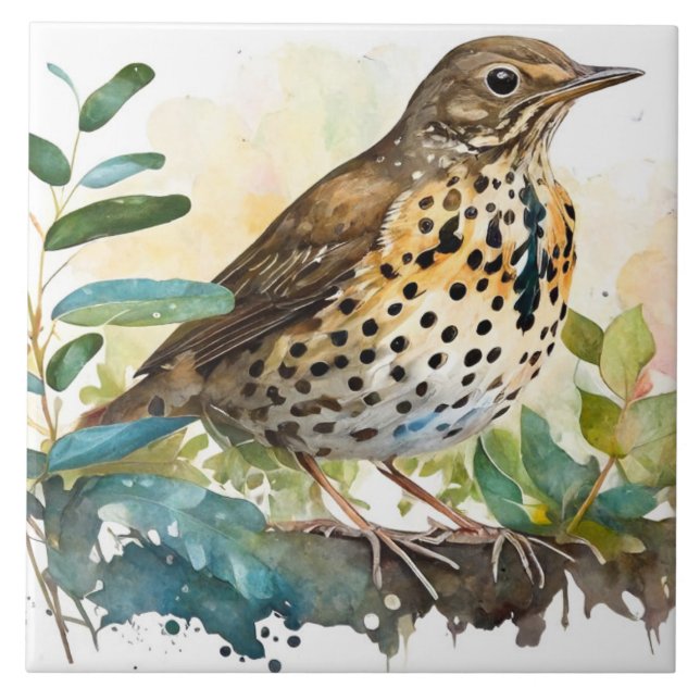 Carreau Meadowlark sur un Arrière - plan blanc solide sur  (Devant)