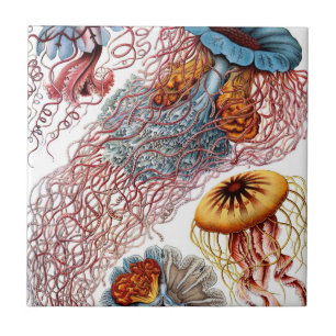 Carreau Méduses Vintage par Ernst Haeckel, Discomedusae