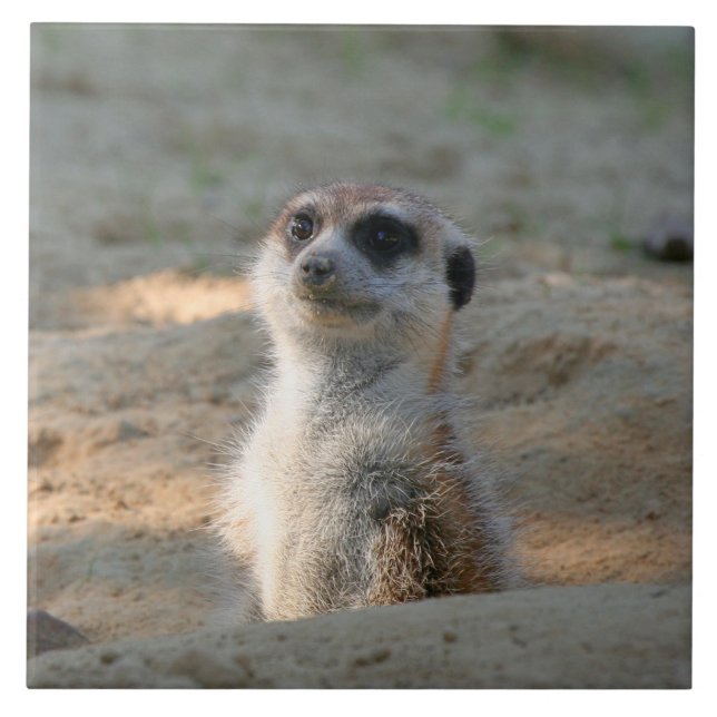 Carreau Meerkat 004 (Devant)
