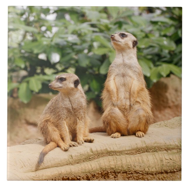 Carreau Meerkat 009 (Devant)