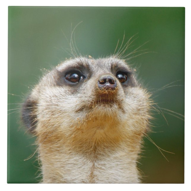 Carreau Meerkat 012 (Devant)