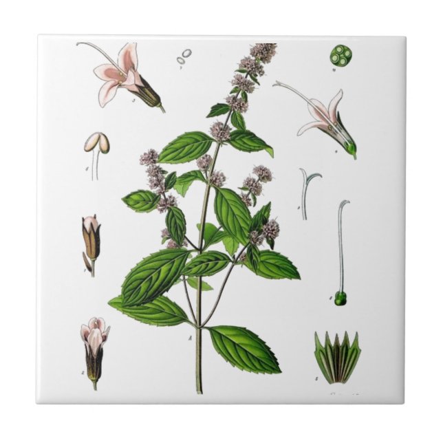 Carreau Menthe poivrée (Devant)