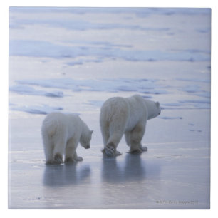 Carreau Mère et CUB d'ours blanc