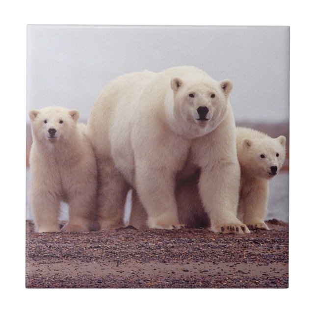 Carreau Mère et CUB d'ours blanc (Devant)