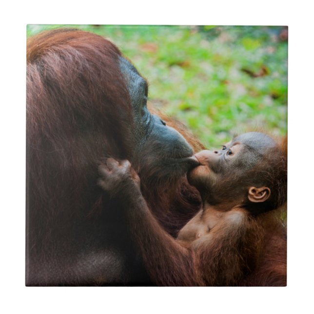 Carreau Mère orang-outan et bébé (Devant)