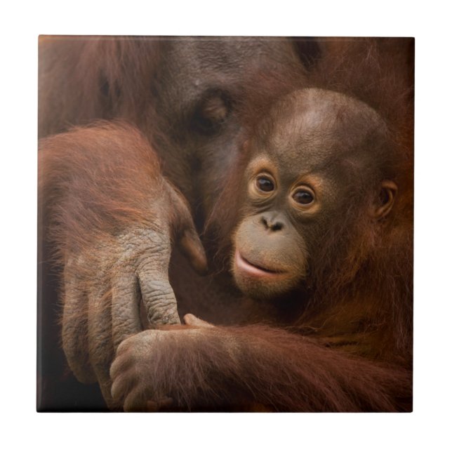 Carreau Mère orang-outan et bébé au zoo (Devant)