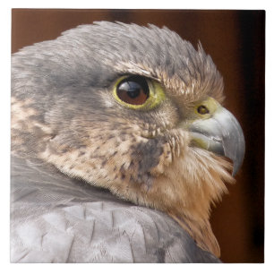 CARREAU MERLIN FALCON OISEAU DE PREY