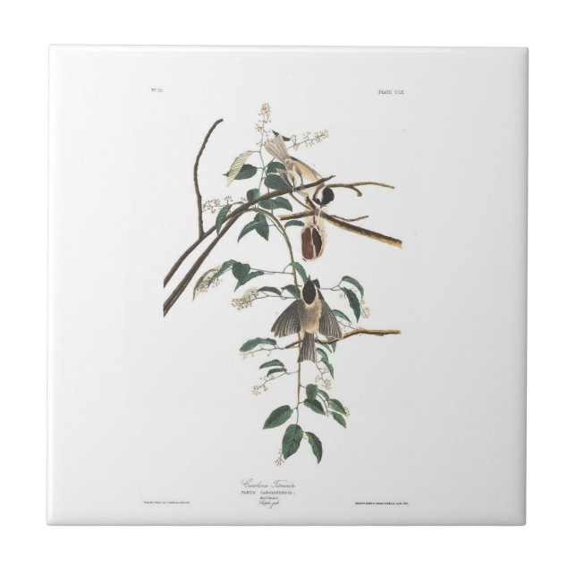 Carreau Mésange Noir-couverte du plat 160 d'Audubon (Devant)