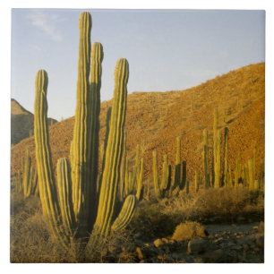 Carreau Mexique, Baja, Père Noël, île de Catalina, mer 