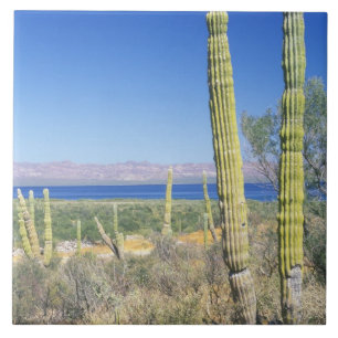 Carreau Mexique, Basse-Californie du Sud, Mulege, Bahia