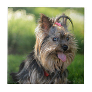 Carreau Mignon petit chien Terrier Yorkshire