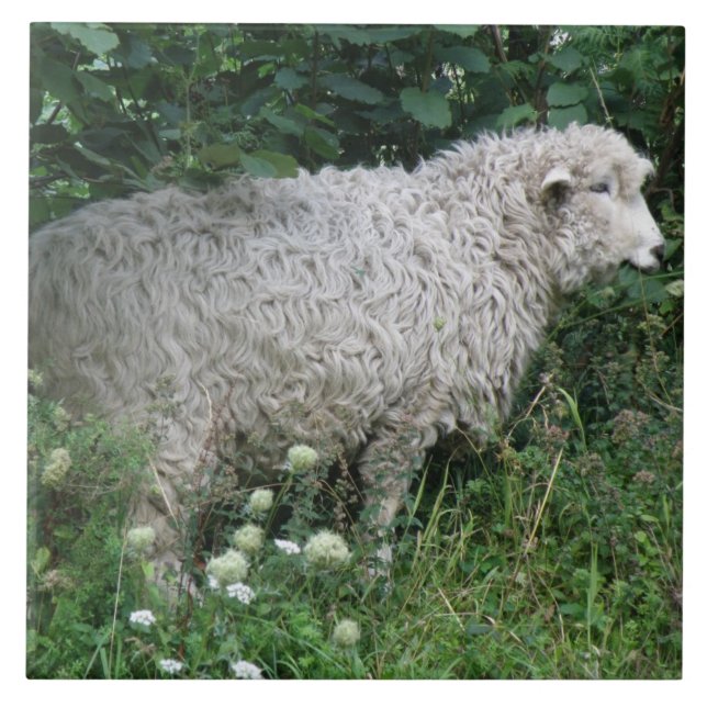 Carreau Mignonette Gourde Manger Carrelage (Devant)