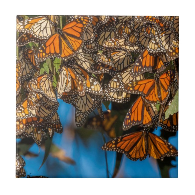 Carreau Migration des papillons monarques accrochés aux fe (Devant)