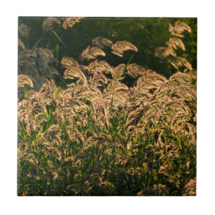 Carreau Millet sauvage (Panicum Sp.) poussant dans une zon