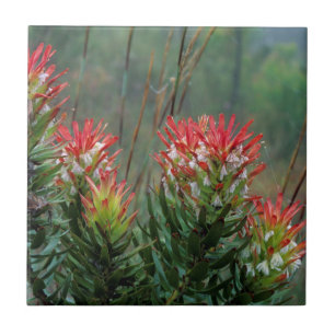 Carreau Mimètes communs (Mimetes Cucullatus)