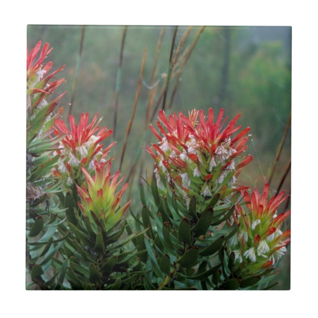 Carreau Mimètes communs (Mimetes Cucullatus) (Devant)