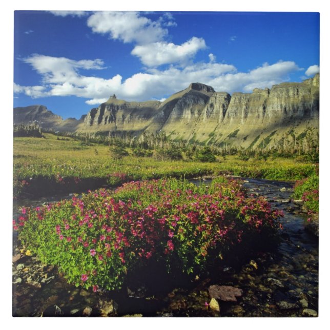 Carreau Mimulus de Logan Pass dans Glacier National (Devant)