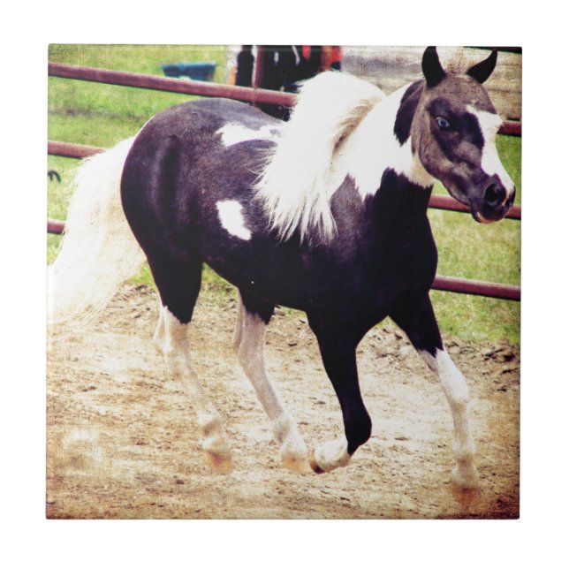 Carreau Mini Horse en liberté (Devant)