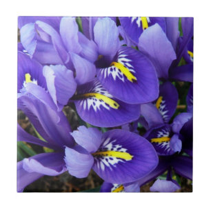 Carreau Miniature Bleu Irises Printemps Floral