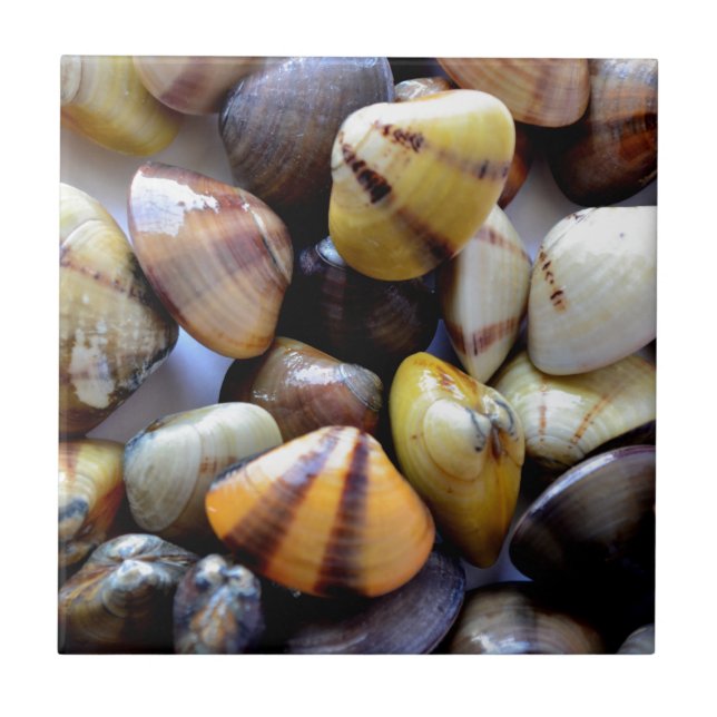 Carreau Minuscules Coques Colorées (Devant)