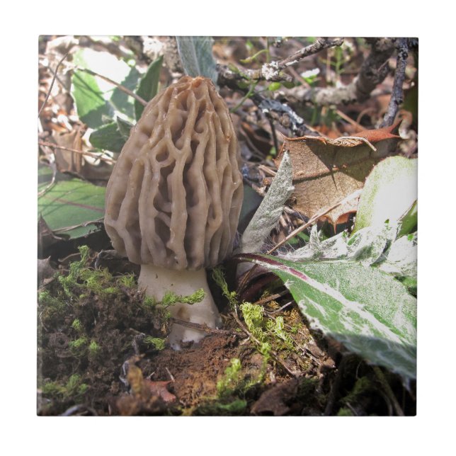 Carreau Miscellaneous - Morel/Morchella & Wood Pattern (Devant)