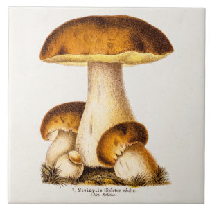 Carreau Modèle comestible de champignons de champignon