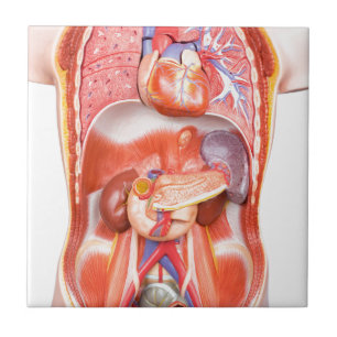 Carreau Modèle humain de corps de torse avec des organes