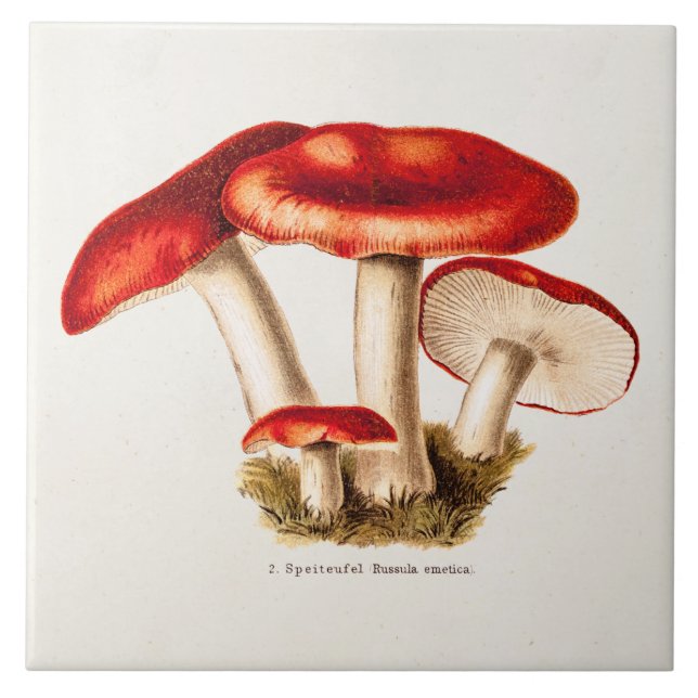 Carreau Modèle vintage de champignons de rouge de (Devant)