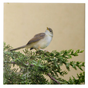 Carreau Moineau