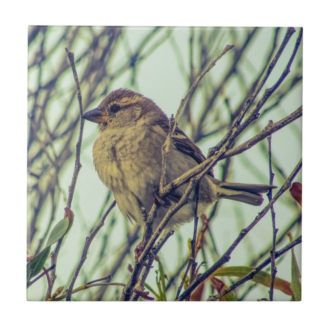 Carreau Moineau dans l'arbre (Devant)