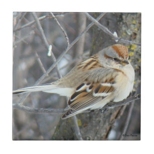 Carreau Moineau domestique B24
