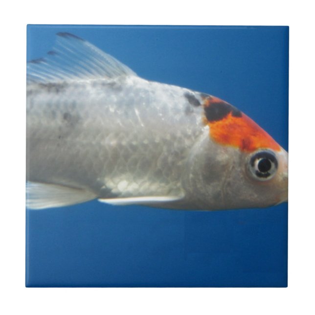Carreau Mon animal de compagnie Koi Fish (Devant)