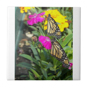 Carreau Monarch Twins #2 tuiles