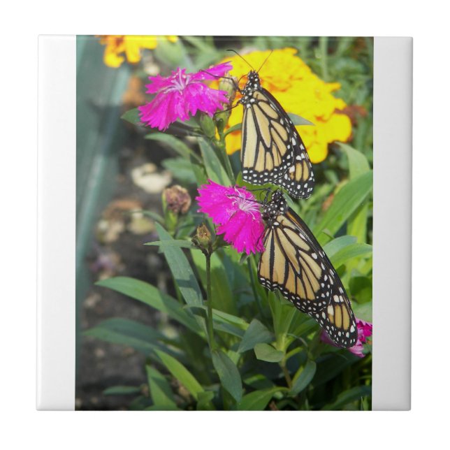 Carreau Monarch Twins #2 tuiles (Devant)