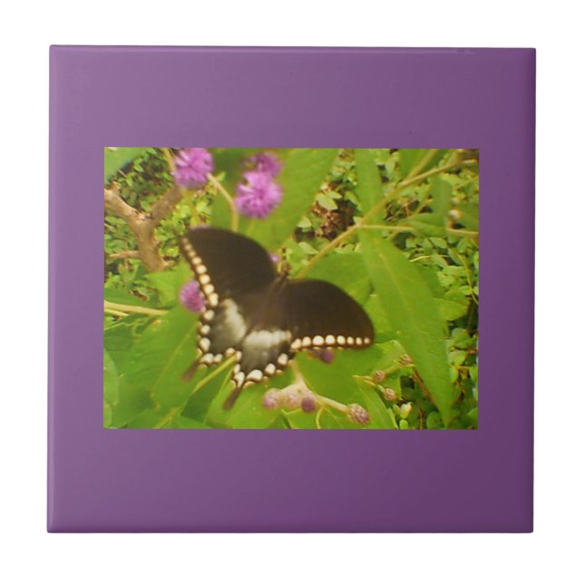 Carreau Monarque noire violette enveloppée (Devant)