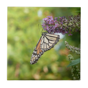 Carreau Monarque sur Buddleia