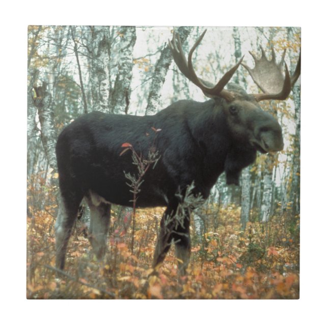 Carreau Moose Forest Trees Parc Animal Wildlife Art (Devant)