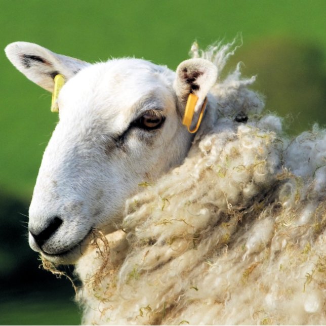 CARREAU MOQUETTE (Créateur téléchargé)