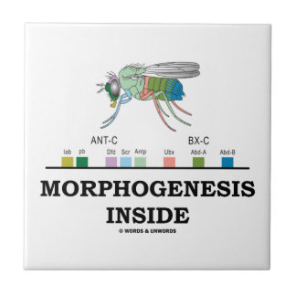 Carreau Morphogenèse à l'intérieur de Drosophila Fruit Gèn