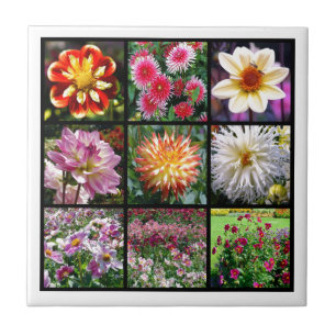 Carreau Mosaic dahlia fleurs