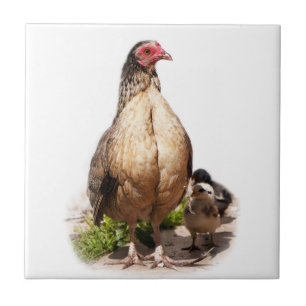Carreau Mother Chicken et Baby Chickens