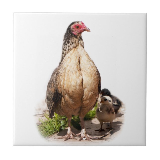 Carreau Mother Chicken et Baby Chickens (Devant)