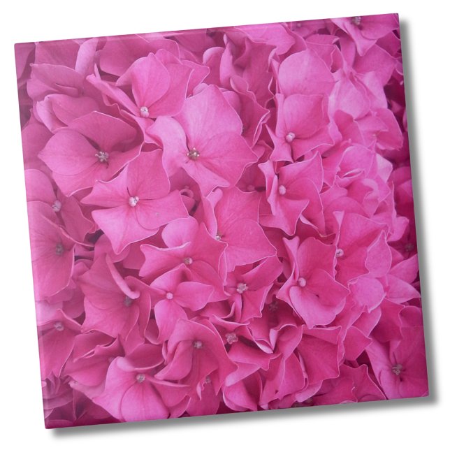 Carreau Motif à fleurs roses Hydrangea (Trendy Bright Magenta Pink Hydrangea Flower Floral Ceramic Tile)