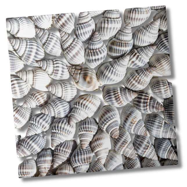 Carreau Motif Coastal Ocean Sea Shell (Abstract Seashell Starburst Nautical Beach House Ceramic Tile)